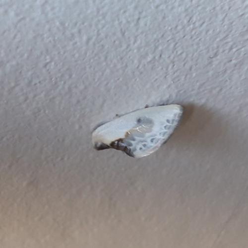 Réf. 322 951 : Cilix glaucata